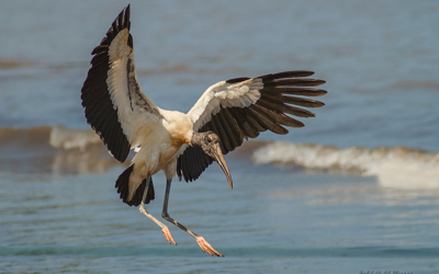 بولونيا تطالب لبنان بعبور آمن لطيور اللقلق المهاجرة
