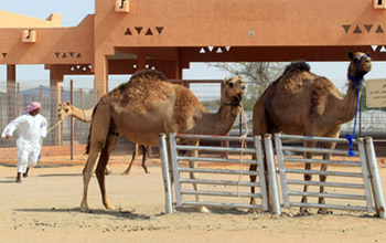 دراسة تؤكد ارتباط "كورونا" ببعض أنواع الإبل