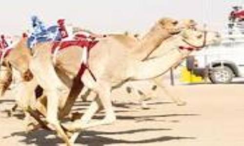 بدء المهرجان السنوي لسباقات الهجن في الوثبة