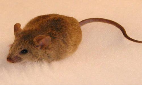 فأر يرعب أسرة سويدية اسبوعاً كاملاً