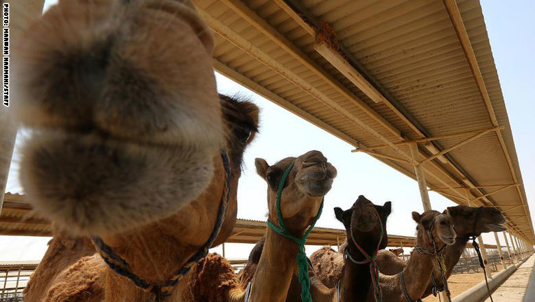 شركة محلية تقدّم حلاً لحساسية الأطفال تجاه حليب الإبل